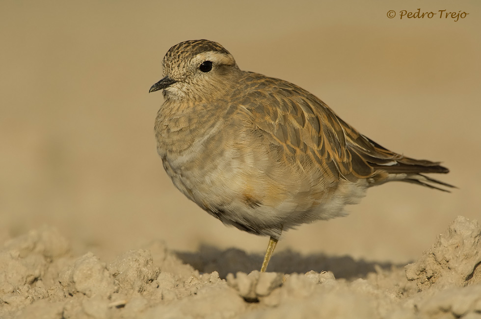 Chorlito carambolo (Charadrius morinellus)